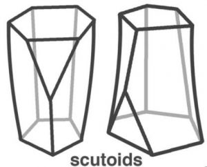 Познакомьтесь с новой геометрической формой: «Скутоид»