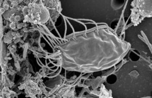 Новая ветвь на древе жизни: Необычные микробы
