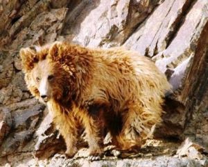 Гобийский медведь Мазалай