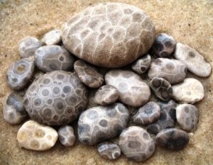 Коралловые узоры в камнях Петоски