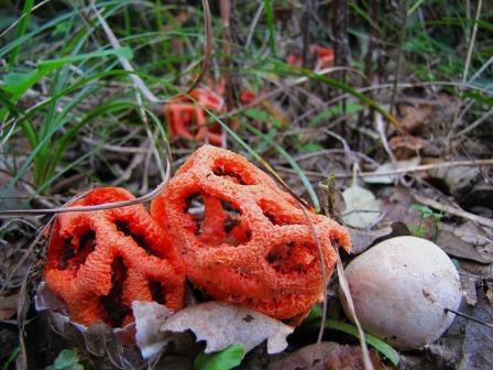гриб под названием Красный Клатре (Clathrus ruber) или «Сердце Ведьмы»