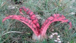 Странные грибы «Пальцы дьявола»