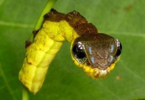Вид бабочек, чьи гусеницы умеют имитировать змею