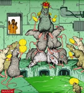 Иерархия: странные социальные роли крыс