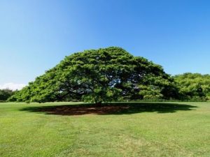 Дерево Хитачи из садов Моаналуа
