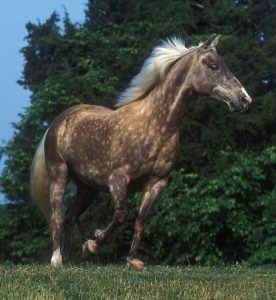 «Темповая лошадь» — все известные походки и бег лошади
