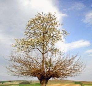 Двойное дерево — большая редкость