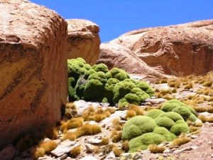 3000-летнее растение Ярета в Андах