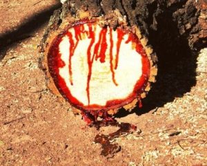 Кровавое Дерево Киаат