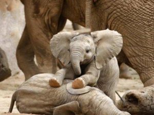 Невероятные эволюционные адаптации слонов
