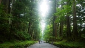 Самая длинная в мире аллея — Кедровая аллея Никко, Япония