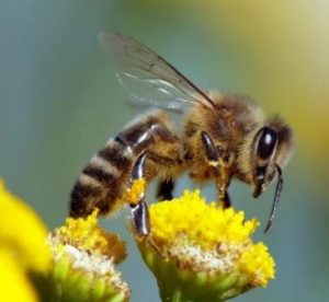 Пчёлы могут решать математические задачи, которые ставят в тупик малыша