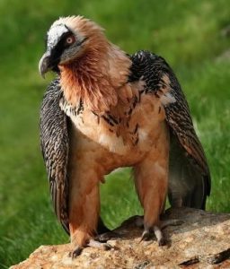 Бородач — единственная птица, которая питается исключительно костями