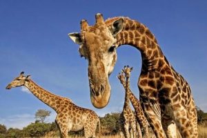 Жираф издает много звуков, но на низкой частоте