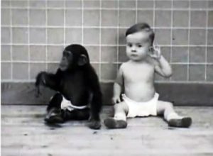 Малыш Дональд и обезьянка Гуа: к чему привело общее воспитание ребёнка и шимпанзе