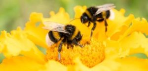 Роль пчёл в колонии определяется их возрастом