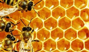 Почему пчелиные соты шестиугольные, а не круглые?