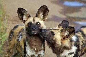 Африканские гиеновидные собаки голосуют за охоту