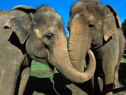 Слоны общаются с помощью своих тел