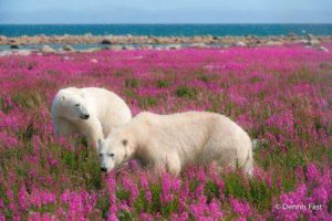 Фотограф запечатлел белых медведей, играющими на цветочных полях