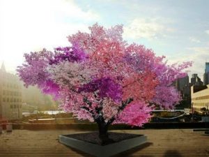 Гибридное фруктовое дерево, на котором выращивается более 40 сортов косточковых плодов