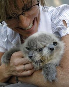 Кошки Янус: самая старая двуликая кошка прожила 15 лет