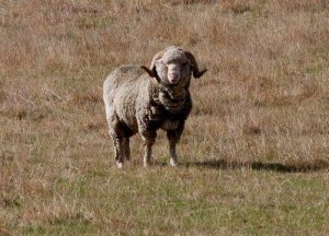 Овца мериноса — 40 кг шерсти через 5 лет