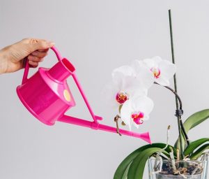 Орхидея выращивание и уход дома