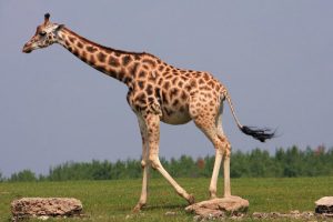 Жирафа когда-то называли камелопардом